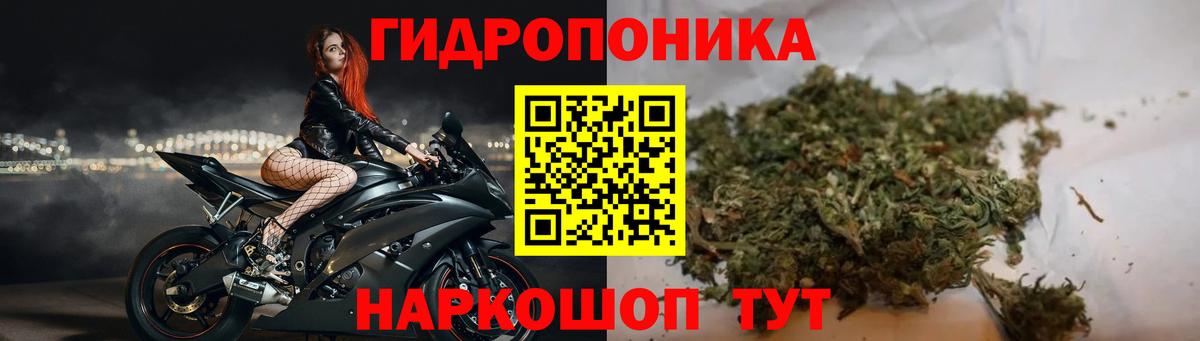 Конопля сатива Шелехов